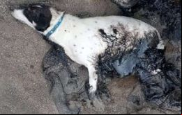 El problema de los perros empetrolados no es nuevo pero las redes sociales han contribuido a crear conciencia sobre el tema