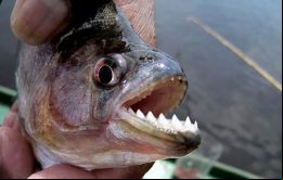 Los expertos recomiendan estar atentos a los camalotes o plantas flotantes, ya que es detrás de ellos donde suelen esconderse las pirañas para atacar
