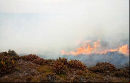 Fotos del los campos del establecimiento Murrell incendiado y del humo de los pastizales (Foto FIFireAndRescue) 