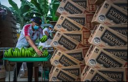 Ecuador solía enviar 1,8 millones de cajas de banano por semana a Rusia y 180.000 cajas a Ucrania. Foto: Sebastián Astorga
