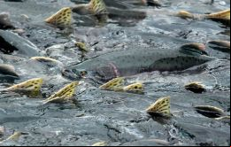 El éxito pero también los problemas con el medio ambiente de la próspera industria de salmones en Chile