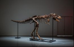 El comprador sigue siendo anónimo. Se cree que es un coleccionista privado, pero podría resultar ser un museo, como en casos anteriores
