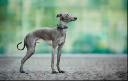 Los expertos sabían desde el principio que podía producirse la transmisión de los humanos a las mascotas