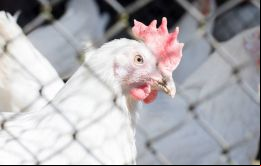 La inquietud responde principalmente por la difusión y alcance de los brotes de gripe aviar en Reino Unido y Europa que ataca a todas las aves