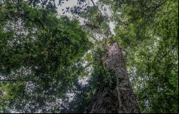 Se cree que el árbol tiene entre 400 y 600 años
