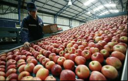 En 1974, sólo el 2,5 % de las exportaciones de Chile eran de productos agrícolas, forestales y pesqueros