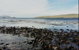 La bióloga marina Dra. Narissa Bax en representación de SAERI, resalttó que el trabajo enfatizó en los desafíos relativos a los océanos y mares profundos