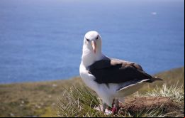 Recientes estudios indican que medio millón de parejas de albatros cejas negras anidan en las Falklands, algo así como el 70%  de la población mundial de la especie 