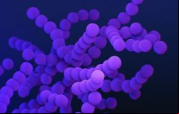 La bacteria streptococcus pyogenes causa infecciones que provocan síntomas de leves a graves