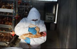 El consumo de pollo y huevos no supone ningún riesgo para la salud humana, insisten las autoridades