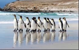 Los Pingüinos Rey en la playa de Volunteer Point 