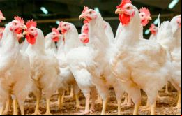 Los seres humanos no corren ningún riesgo de contraer la enfermedad a través del consumo de aves de corral o huevos, explicó Bahillo