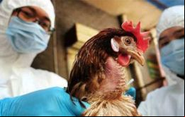 La gripe aviar no se transmite por el consumo de huevos de aves enfermas, explicó Melón