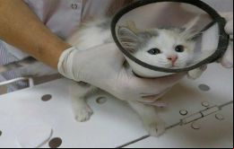 Los experimentos con animales ya están prohibidos en la Unión Europea