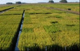 La cosecha de arroz de 2022-23 será similar a la anterior, explicó Mattos