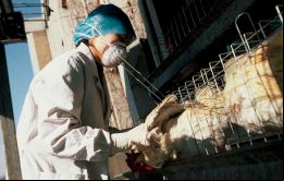 Zoe Fowler, Directora de Servicios Veterinarios dijo que el hecho que hayamos logrado evitar casos reales y/o sospechosos, de gripe aviar es un logro significativo
