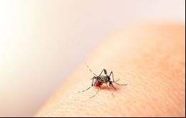 En un solo hospital de Buenos Aires se tratan diariamente entre 80 y 90 casos de dengue y el número de contagios va en aumento