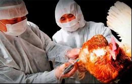El virus H3N8 no se transmite de un ser humano a otro, según la OMS
