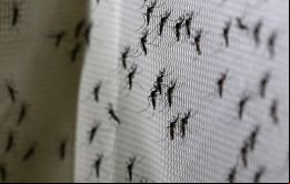 La transmisión del dengue puede reducirse hasta un 77%, según los resultados de los ensayos