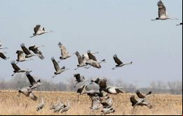 Martin dijo que las aves migratorias que atraviesan la región podrían haber sido vectores de la enfermedad