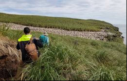 Las matas de Tussak que alguna vez predominaban en las Falklands