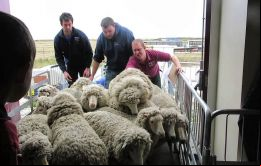 Falklands enfrenta venta de zafra de lana 'pesada' y productores con poca liquidez  