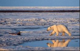 Un Ártico sin hielo marino afectaría a las sociedades humanas y a los ecosistemas naturales tanto dentro como fuera de la región