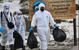 Más allá de la gripe aviar, aún se desconoce si los animales mueren por la corriente de El Niño, el cambio climático o las toxinas del mar