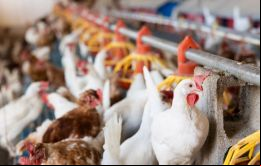 Las autoridades brasileñas insisten en que la producción comercial de pollos sigue siendo segura