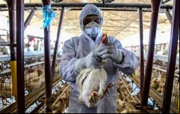 Estamos trabajando para mantener seguros los productos de pollo, explicó Fávaro
