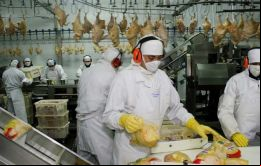 Por la epidemia, las exportaciones argentinas de carne de pollo se contrajeron 28% en volumen y 35% en valor durante el primer semestre