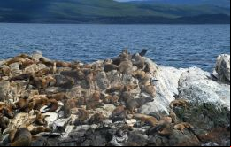 Dos sospechas previas en lobos marinos habían sido tratadas en el país y dieron negativo, señaló el Senasa