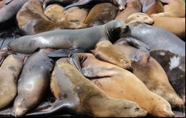 Los leones marinos encontrados en las playas fueron enterrados en la arena