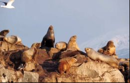 Los lobos marinos contraerían la gripe aviar a través de las excreciones de aves silvestres enfermas, especulan expertos argentinos 