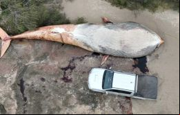 La ballena se encuentra actualmente en la playa hasta el viernes
