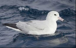 En este caso el Southern Fulmar, o Petrel Glacial, (Fulmar Glacialoides) encontrado muerto dio positivo a la influenza aviar altamente patogénica.