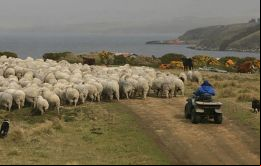  El comienzo de la zafra de faena de ovinos en Falklands se ha corrido hasta el 8 de enero.
