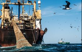 Las capturas de otras especies de aleta en cambio han estado bajo promedio, si bien las capturas incidentales de rayas han resultado las mayores es seis años.