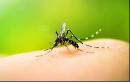 Dengue mata a un hombre en la provincia argentina de Corrientes