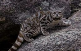 El gato andino habita las tierras altas de los Andes y elevaciones de la estepa patagónica en Argentina