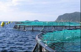 Los activistas verdes en las Falklands cuestionan industrias que podrían resultar dañinas para el medio ambiente 