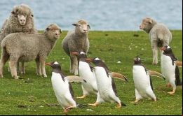 Las Falklands tienen un rodeo de más de medio millón de ovejas y tradicionalmente su economía se basaba en la lana  