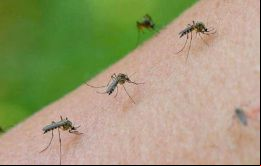 La especie Aedes albifasciatus no es la que propaga el virus del dengue