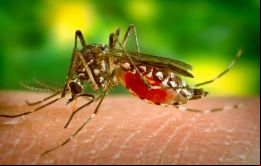 Brasil podría tener el doble de casos de dengue este año que en 2023, según Trinidade