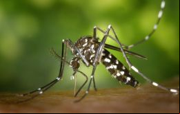 Se trata de un subtipo de dengue diferente al anunciado el pasado viernes, según explicó el Ministerio de Salud uruguayo