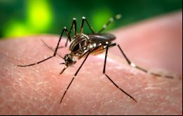 Argentina registra 106 muertes confirmadas por dengue en lo que va del año