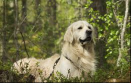 El perro se encuentra en un refugio
