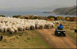Las Falklands tradicionalmente se dedicaron a la cría de ovejas, tal lo indica su escudo, y en la actualidad tienen un rebaño próximo al medio millón de cabezas