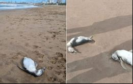 Estos animales suelen ir en grupo. De ahí que las muertes sean masivas