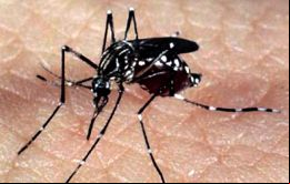 El mosquito Aedes Aegypti se ha vuelto inmune a algunos insecticidas debido al uso excesivo de estos productos